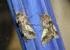 Diloba caeruleocephala